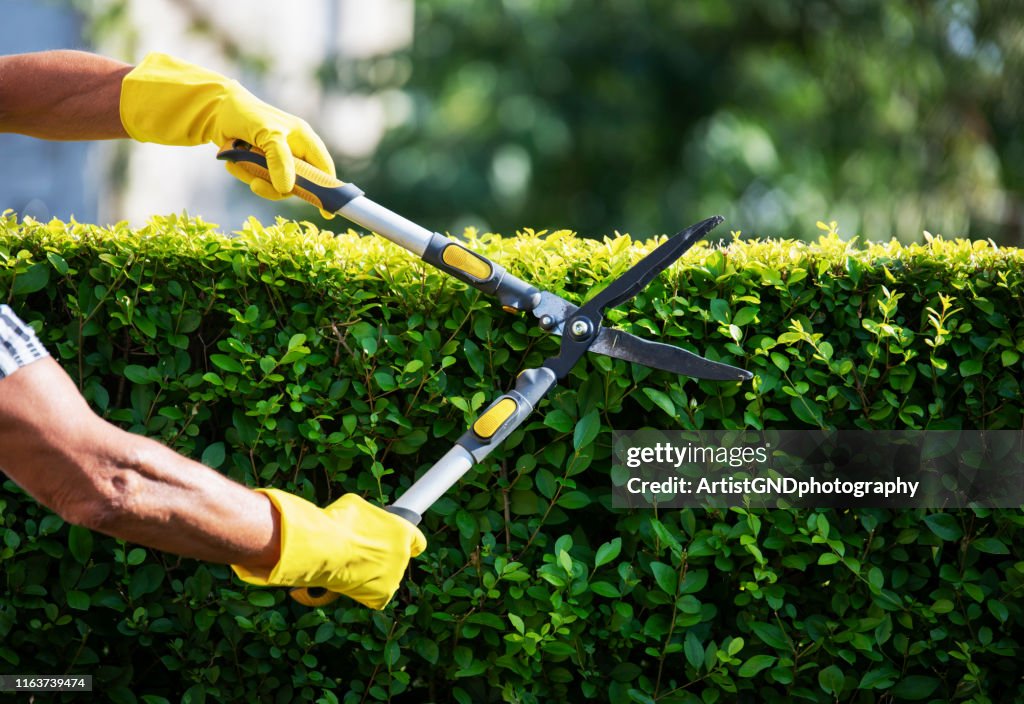 Gardener Trimming Hedge In Garden