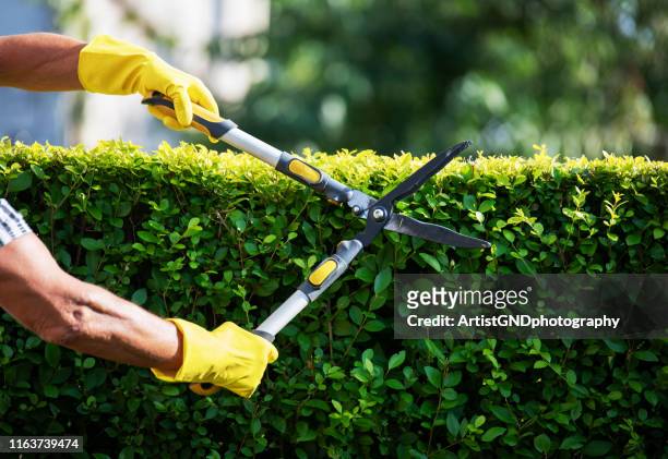 gardener trimming hedge in garden - cutting stock pictures, royalty-free photos & images