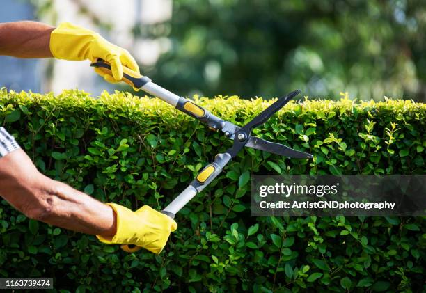 gardener trimming hedge in garden - arbusto imagens e fotografias de stock