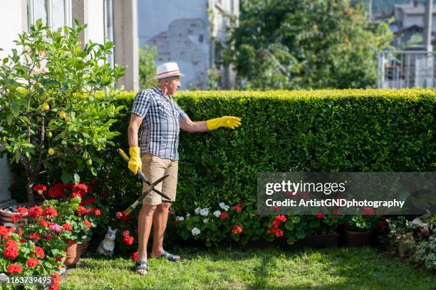 gardener trimming hedge in garden - man cut out stock pictures, royalty-free photos & images