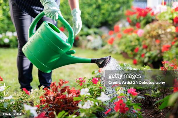 woman watering garden with green watering can. - watering can stock pictures, royalty-free photos & images