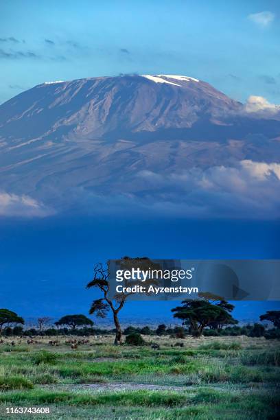 kilimanjaro and acacia trees with clouds - mt kilimanjaro stock pictures, royalty-free photos & images