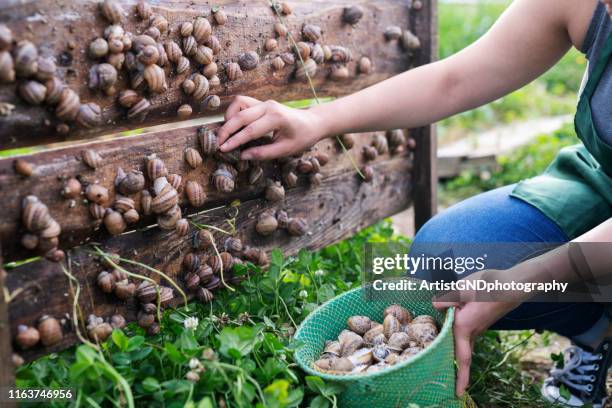 vrouw in slak landbouw plukken slakken. - snail stockfoto's en -beelden