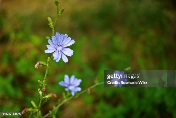 common chicory in their natural habitat - chicorée stock-fotos und bilder