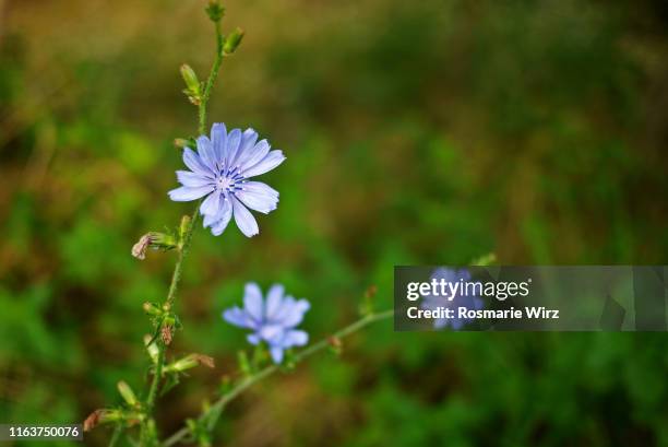 common chicory in their natural habitat - chicory stock pictures, royalty-free photos & images