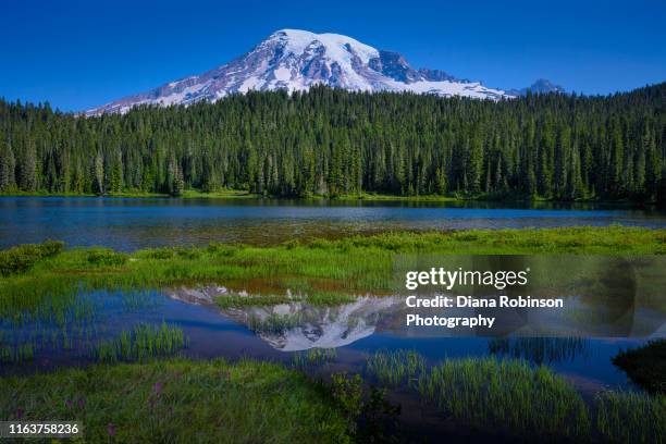 mt. rainier reflected in reflection lake on stevens canyon road, mt. rainier national park, washington state - lagos state fotografías e imágenes de stock