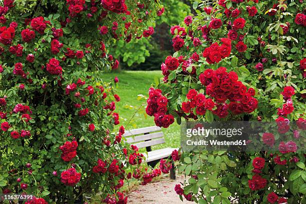 germany, view of rose garden - rosa germanica foto e immagini stock