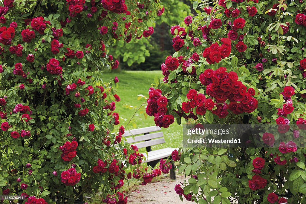 Germany, View of rose garden