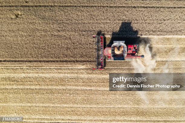 a farmer with a combine harvester at work - buchweizen stock-fotos und bilder