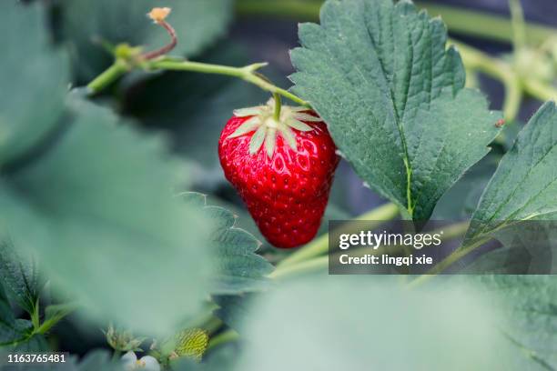 strawberries growing in strawberry fields - strawberry field stock pictures, royalty-free photos & images