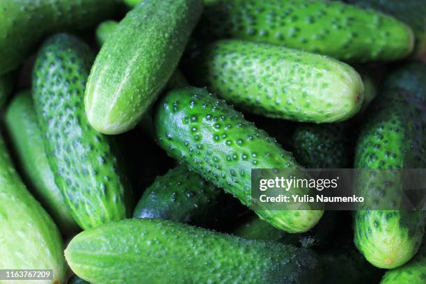 farm cucumbers on wooden background. close-up, copy space. - large cucumber stockfoto's en -beelden