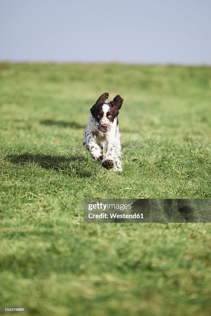 Germany, Bavaria, English Springer Spaniel on grass