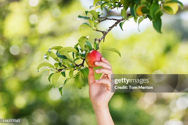 mano raggiungendo per plum su ramo - albero da frutto foto e immagini stock