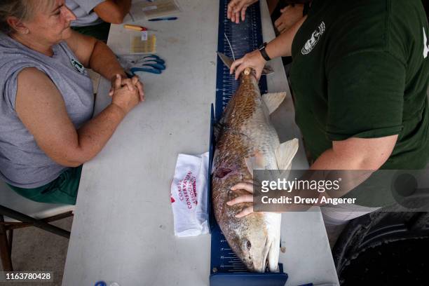 Bull redfish is measured during the Ride the Bull Kayak Tournament in the waters between Caminada Bay and the Gulf of Mexico on August 24, 2019 in...