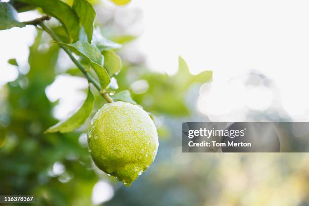 nahaufnahme von feuchtem limette auf einem ast - citrus fruit stock-fotos und bilder