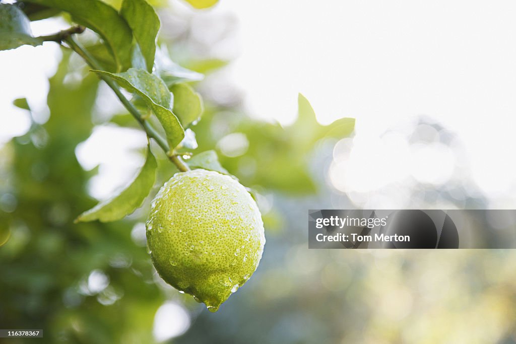 Close up of wet lime on branch