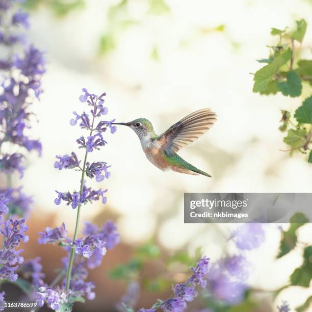 humminbird fütterung auf lila blüten - hummingbirds stock-fotos und bilder