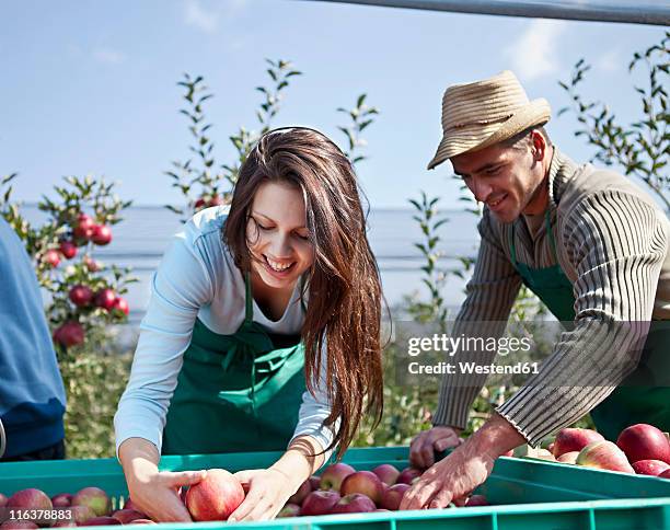 croatia, baranja, man and woman picking apples in apple orchard - female with group of males stock pictures, royalty-free photos & images