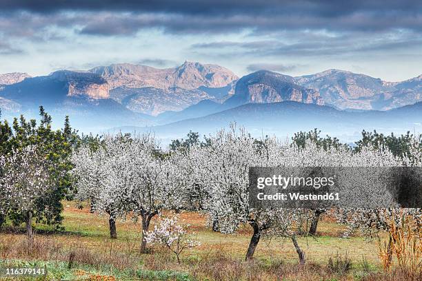 spain, balearic islands, majorca, view of almond trees with mountains in background - almond blossom stockfoto's en -beelden