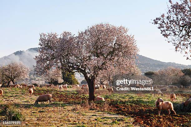 spain, balearic islands, majorca, santanyi, blossoming almond trees (prunus dulcis) with sheep - almond blossom stockfoto's en -beelden