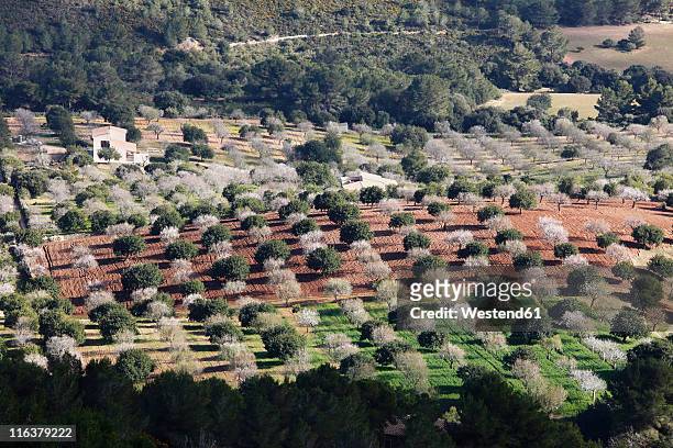 spain, balearic islands, majorca, felanitx, blossoming almond trees and other trees from castell de santueri - almond blossom stockfoto's en -beelden