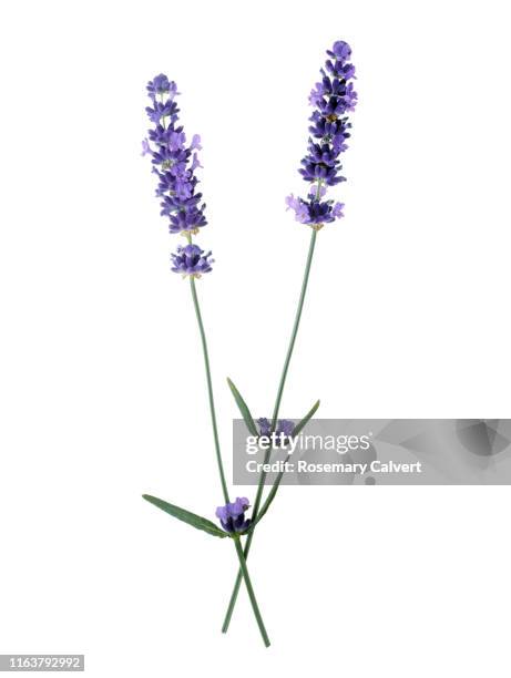 lavender flowers with stems crossed, on white. - lavendel freisteller stock-fotos und bilder