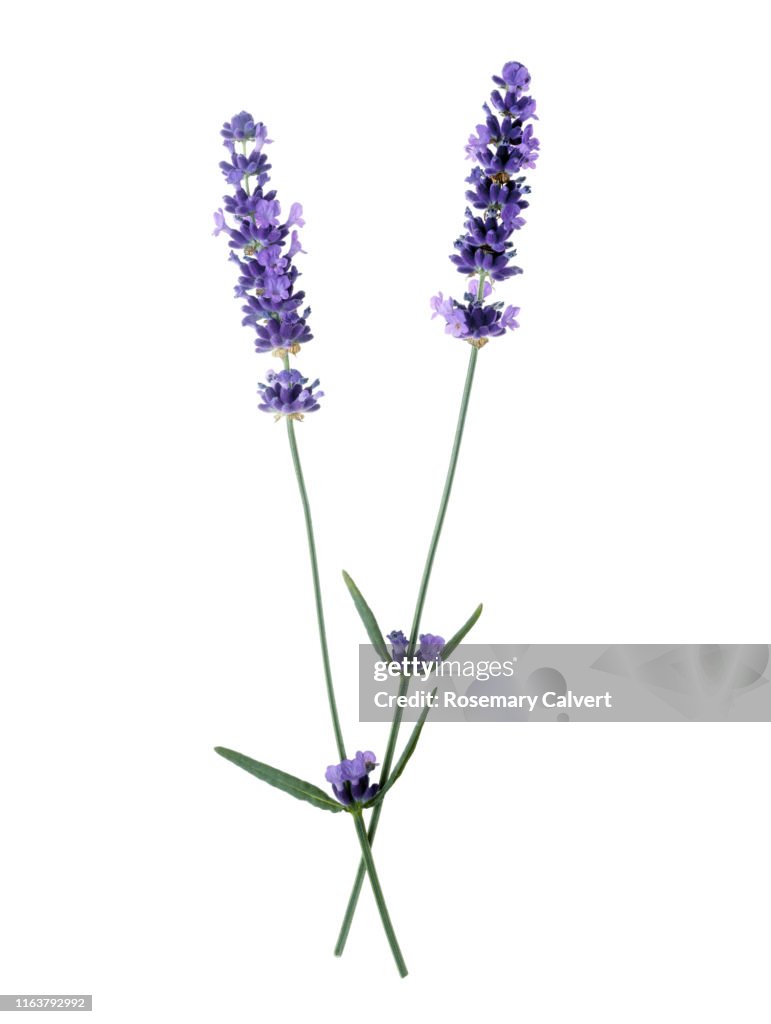 Lavender flowers with stems crossed, on white.