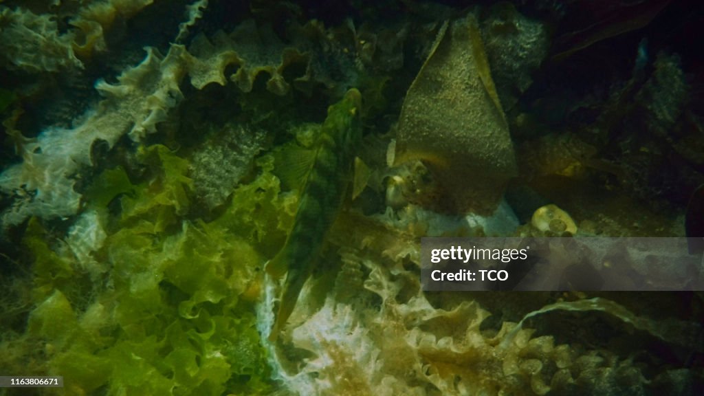 Ballan Rass Ballan Wrasse High-Res Stock Photo - Getty Images