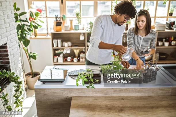 multi-ethnic couple taking care of kitchen herbs - herb stock pictures, royalty-free photos & images