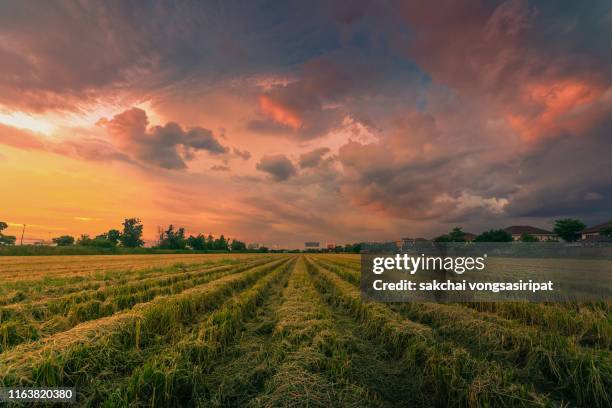 low angle view of storm clouds over the farm against sky during sunset, thailand, asia - low angle view of wheat growing on field against sky fotografías e imágenes de stock