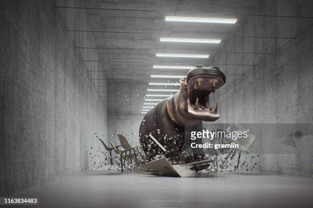 angry hippo in the office - negative emotion stock pictures, royalty-free photos & images