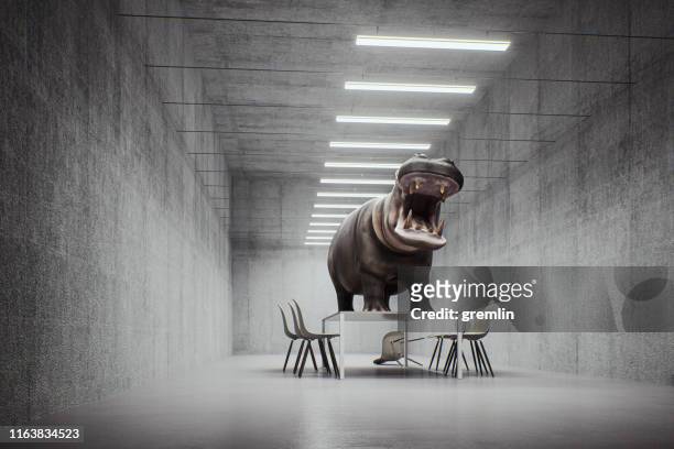 hippo enojado en la oficina - bossy fotografías e imágenes de stock
