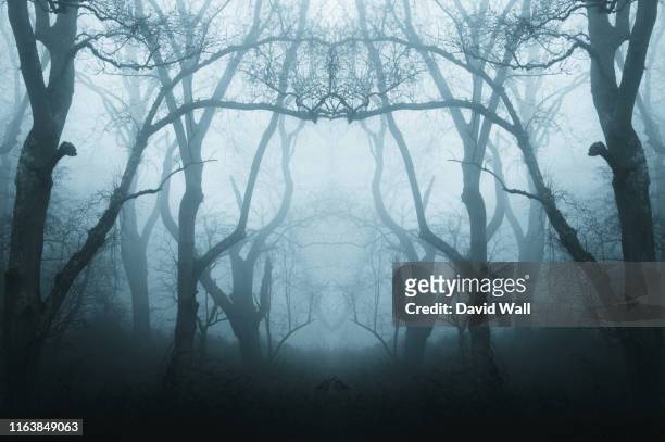 a mirrored, duplicate effect of a spooky, eerie forest in winter, with the trees silhouetted by fog. with a muted, blue edit. - spooky stock-fotos und bilder