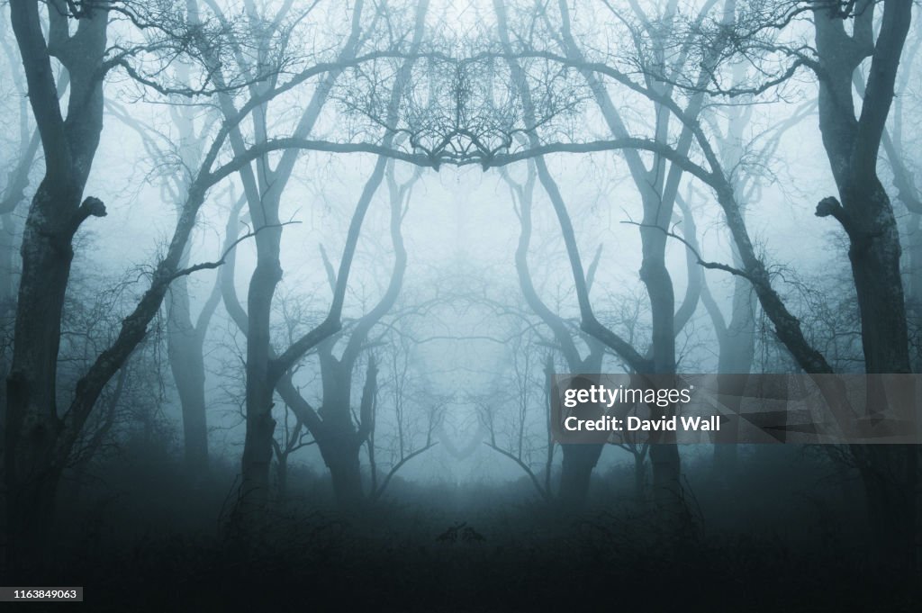 A mirrored, duplicate effect of a spooky, eerie forest in winter, with the trees silhouetted by fog. With a muted, blue edit.