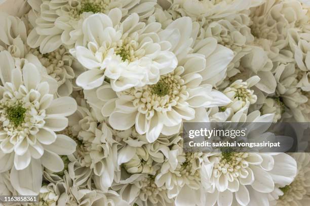 close-up of flowers blooming outdoor, thailand, asia - white flower stock pictures, royalty-free photos & images