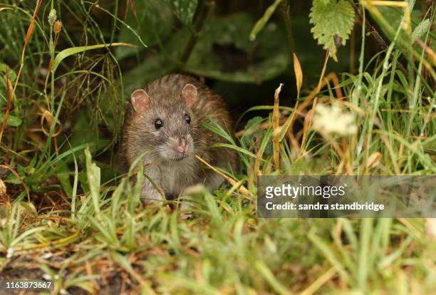a wild brown rat, rattus norvegicus, eating seads on the ground at the edge of a lake. - rat 個照片及圖片檔