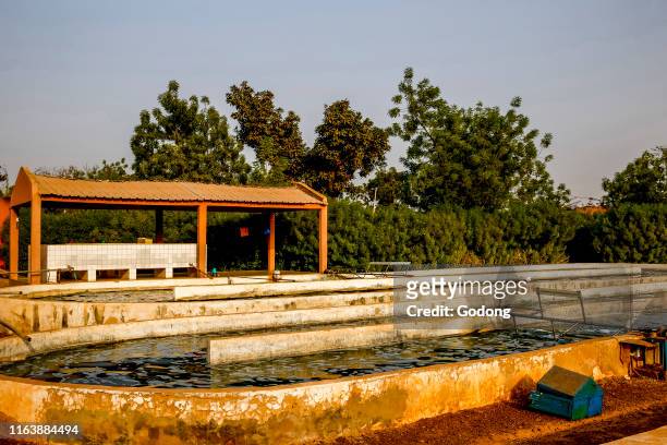Spirulina farm in Ouahigouya, Burkina Faso.