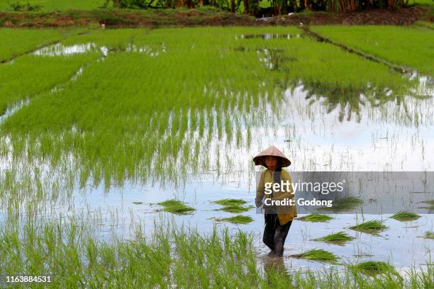 Mekong Delta. Woman farmer working in a rice field. Transplanting rice. Can Tho. Vietnam.