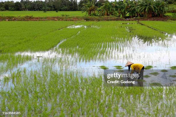 Mekong Delta. Woman farmer working in a rice field. Transplanting rice. Can Tho. Vietnam.