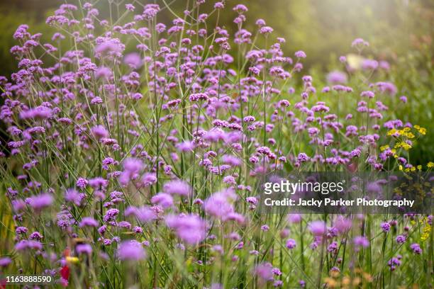 close-up image of the beautiful, summer flowering, purple verbena bonariensis also known as purpletop vervain, clustertop vervain, argentinian vervain, tall verbena, or pretty verbena. - verbena bonariensis stock pictures, royalty-free photos & images