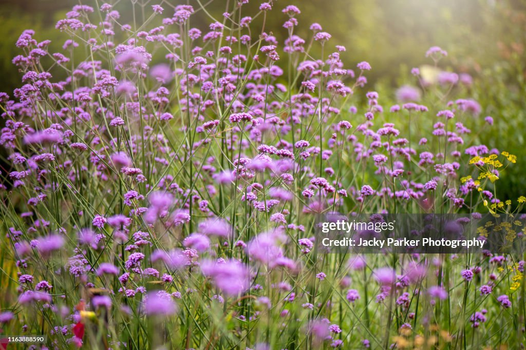 Close-up image of the beautiful, summer flowering, purple Verbena Bonariensis also known as purpletop vervain, clustertop vervain, Argentinian vervain, tall verbena, or pretty verbena.