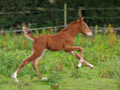 Running Foal