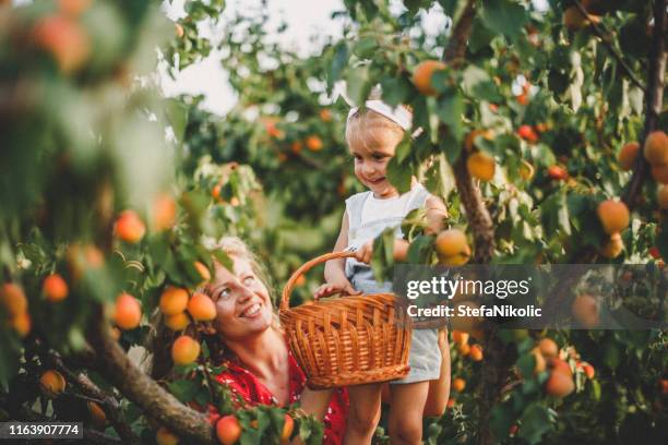 mother and daughter harvesting peach - young fruit tree stock pictures, royalty-free photos & images