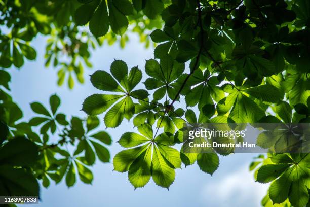 chestnut leaves in the sunlight in spring - chestnuts stock pictures, royalty-free photos & images