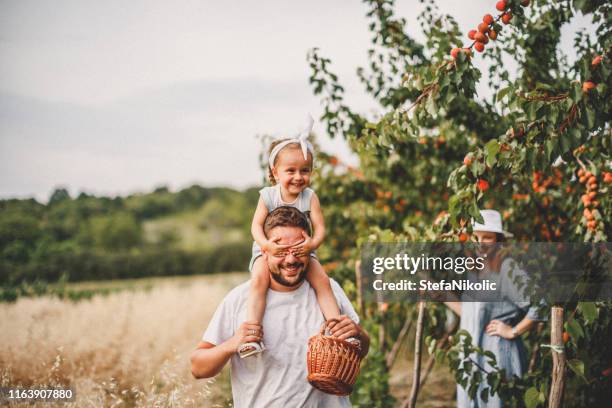 familie in der natur - peach orchard stock-fotos und bilder