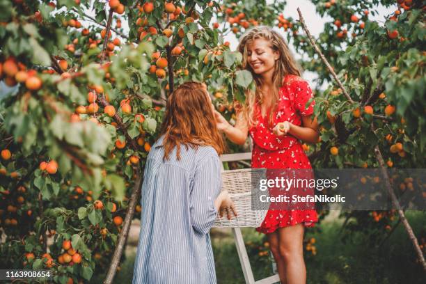 lesbian couple harvesting peach in nature - apricot tree stock pictures, royalty-free photos & images