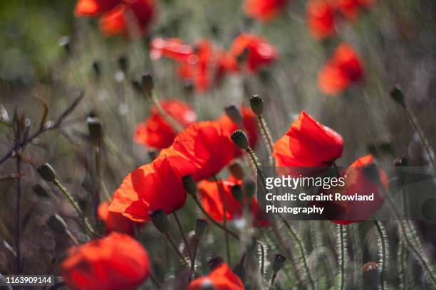 red flower art in europe - remembrance day poppy stock-fotos und bilder