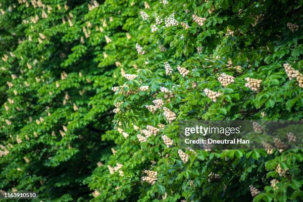 horse chestnut flowers in the sunlight in spring - picture of a buckeye tree stock pictures, royalty-free photos & images