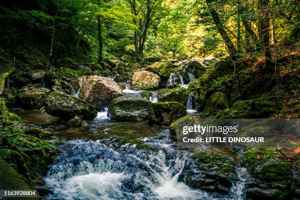 mountain stream flowing in deep forest. at the akame 48 waterfalls - butlins stock pictures, royalty-free photos & images