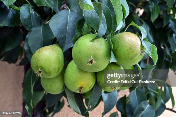 european pear tree and pear fruit - pear tree stock pictures, royalty-free photos & images